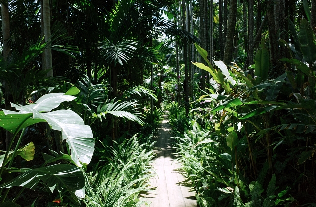 Landscaping Plants