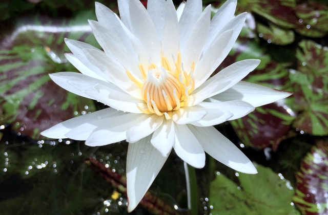 Landscaping Pond